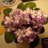 Parent Plant (not for sale): "TF/no-ID)" Standard, med/lt green foliage, wavy white & purple bicolor blooms 
