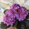 Parent Plant (not for sale) 
"DT/no-ID", dk /medium green, red-purple backed oblong shaped foliage. Single to semi-double pink blooms speckled with purple fantasy flecks.